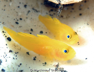 Toffy goby in shell
Nikon D200 , 60 micro , twin strobo by Marchione Giacomo 